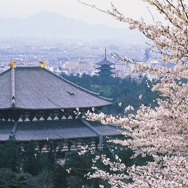 東大寺〈とうだいじ〉