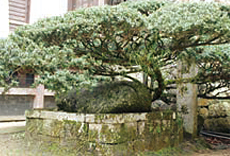 土蜘蛛塚