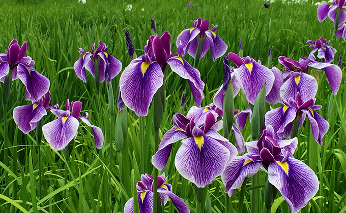 柳生花しょうぶ園