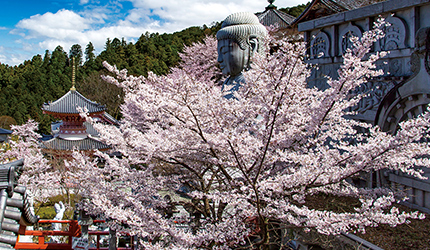 壷阪寺（つぼさかでら）